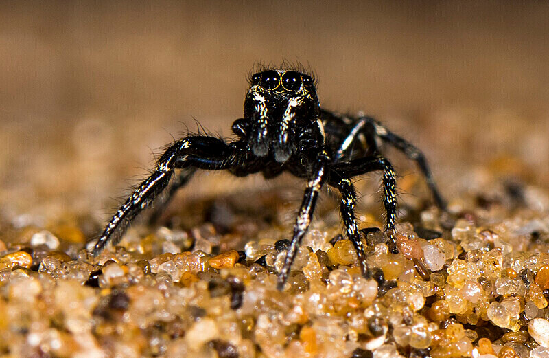 Zebra Spider - Male - Images from the small world.