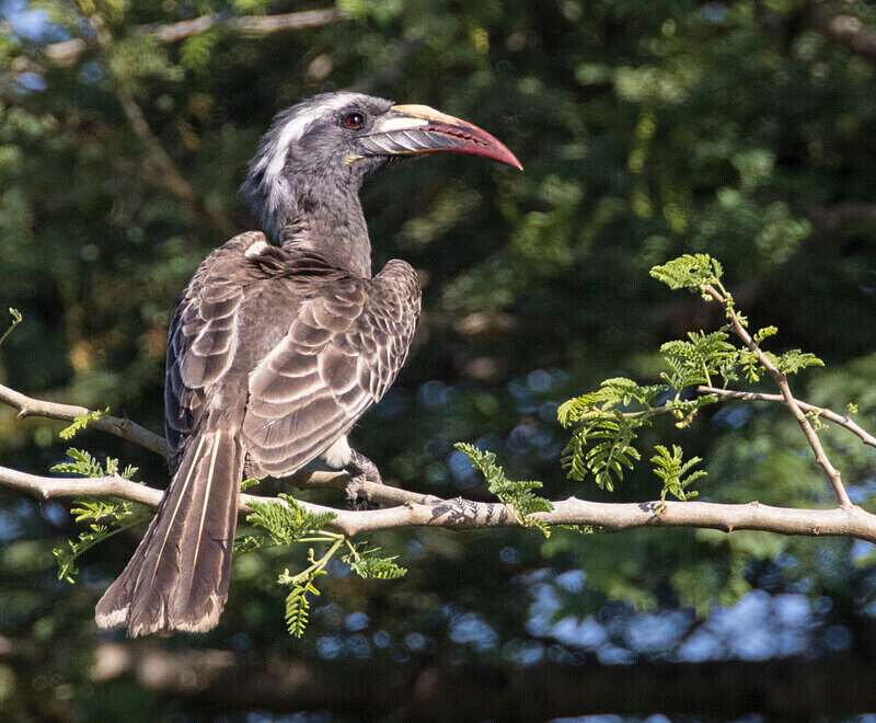 African Grey Hornbill - The Gambia Nov/Dec 2023