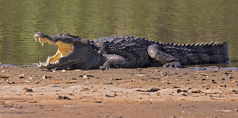 West African Crocodile - The Gambia Nov/Dec 2023