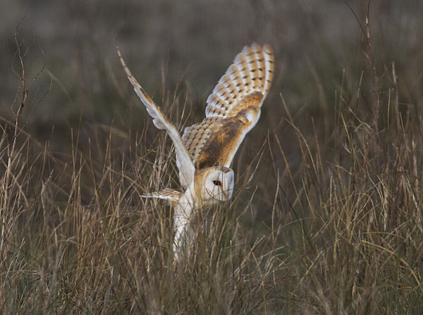 Barn Owl - Owls, Raptors, Corvids & Doves