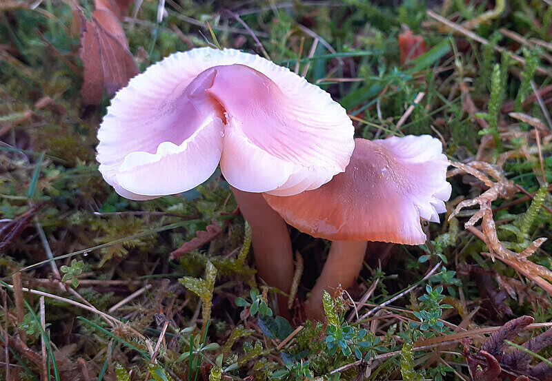Pink Waxcap - Waxcaps