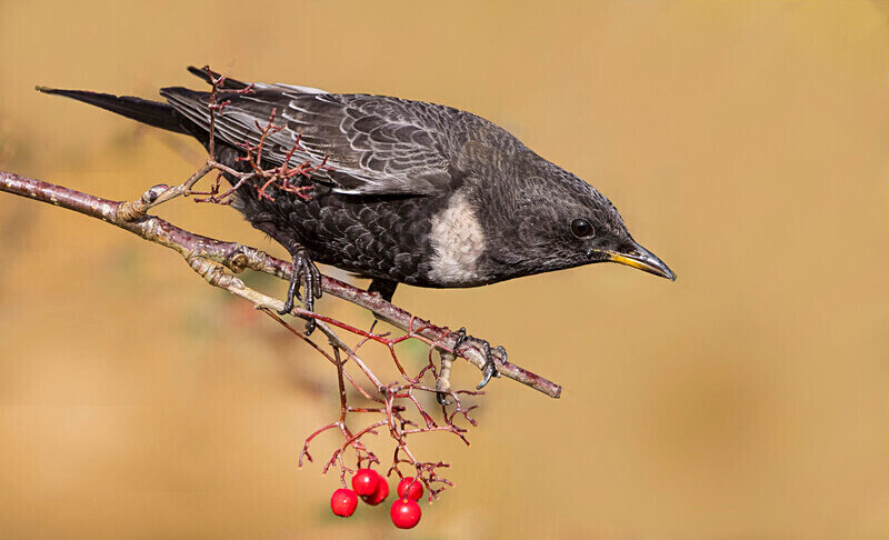 Ring Ouzel - Ring Ouzels
