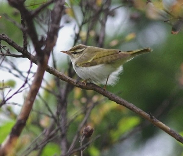 Eastern Crowned Warbler - China Birds