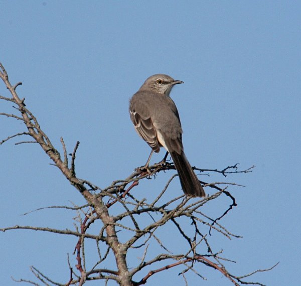 Northern Mockingbird - USA Birds