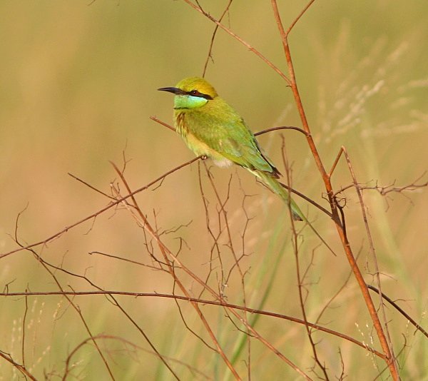 Green Bee Eater - Indian Birds