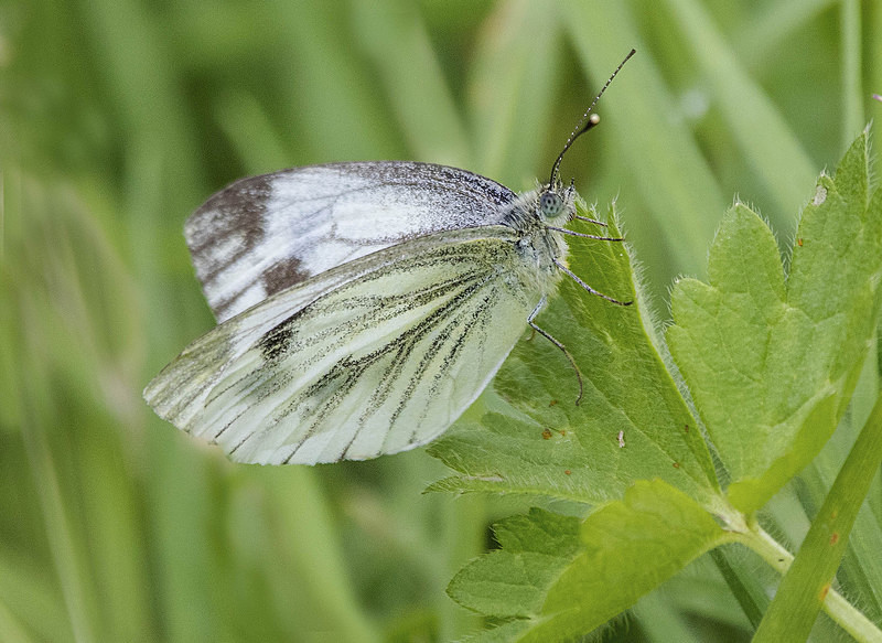 Green Veined White - Butterflies