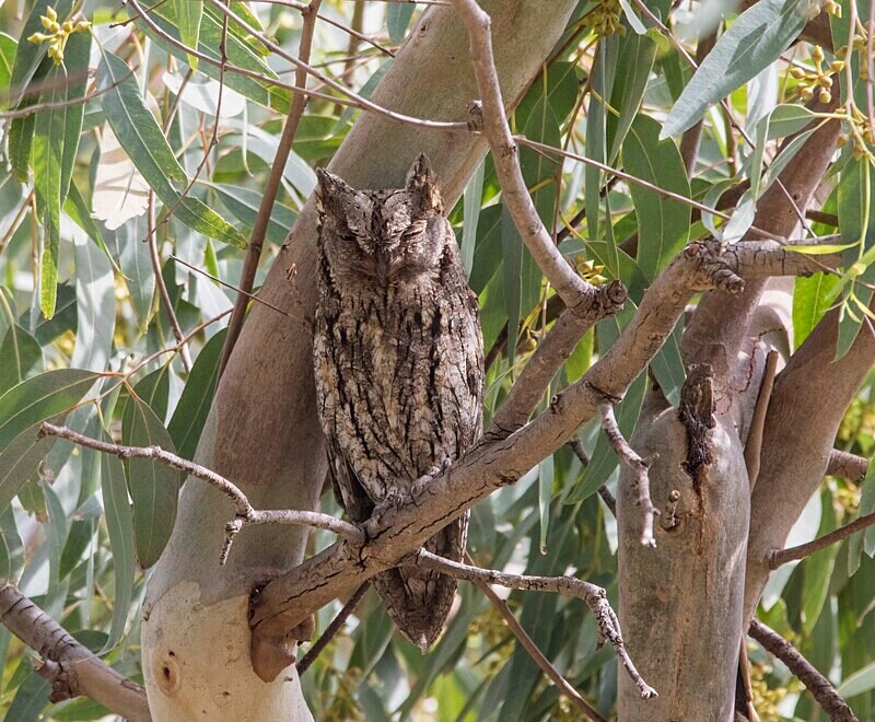 Scops Owl - Lesvos May 2022