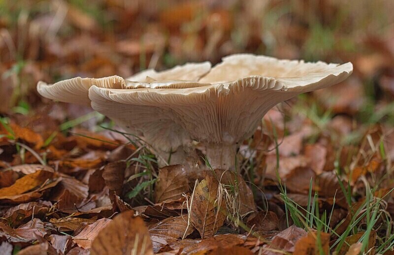 Giant Funnel - Caps