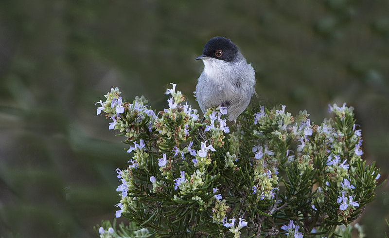 Sardinian Warbler - Mallorca