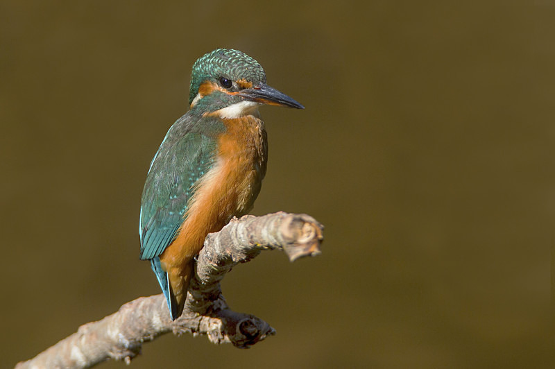 Female Kingfisher - Kingfishers