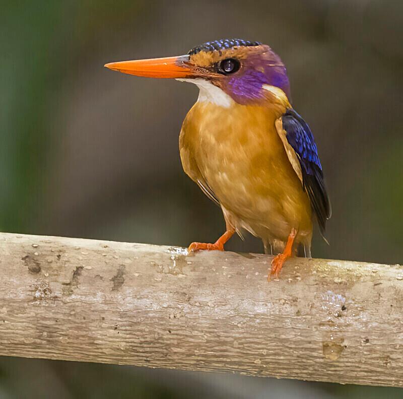 African Pygmy Kingfisher - The Gambia Nov/Dec 2023