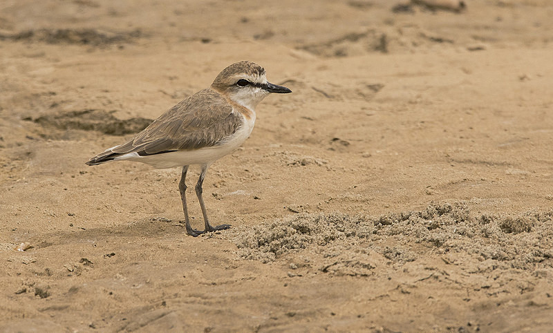 White-fronted Plover. - The Gambia 2018