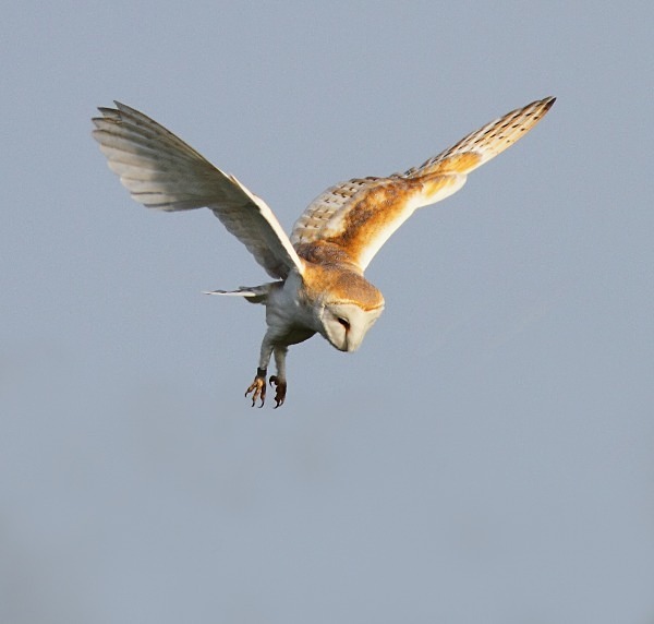 Barn Owl - Norfolk, Spring 2012