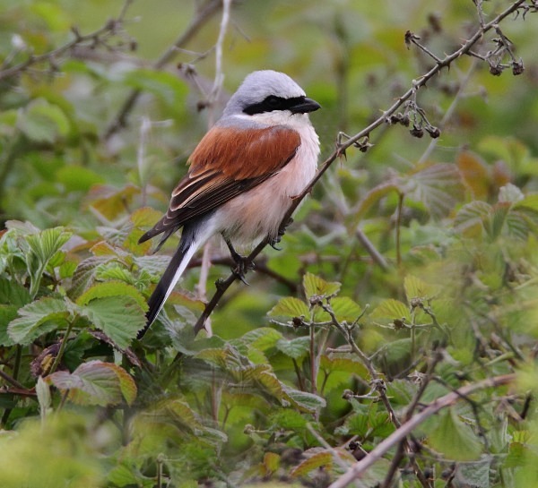Red Backed Shrike - Norfolk, Spring 2012