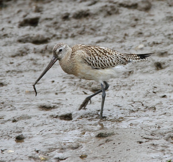 Bar Tailed Godwit - Waders and Plovers