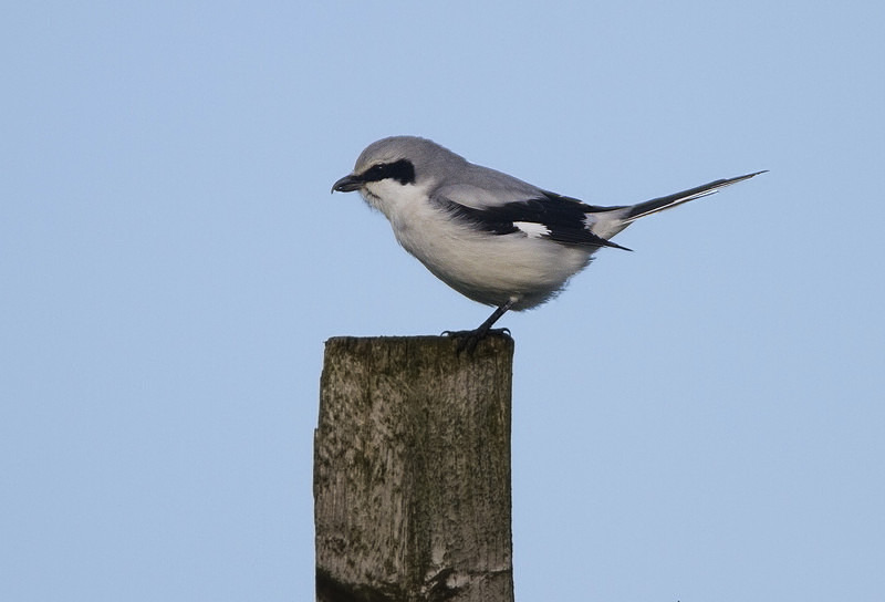 Northern Grey Shrike - Cuckoos, Shrikes & Waxwings