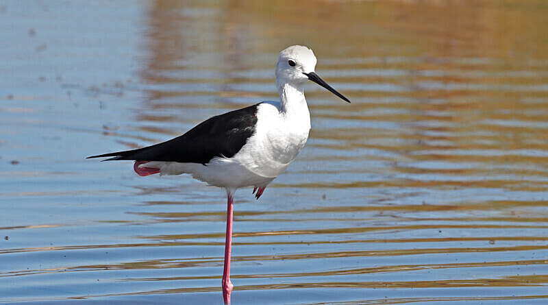 Black-winged Stilt - Lesvos 2025