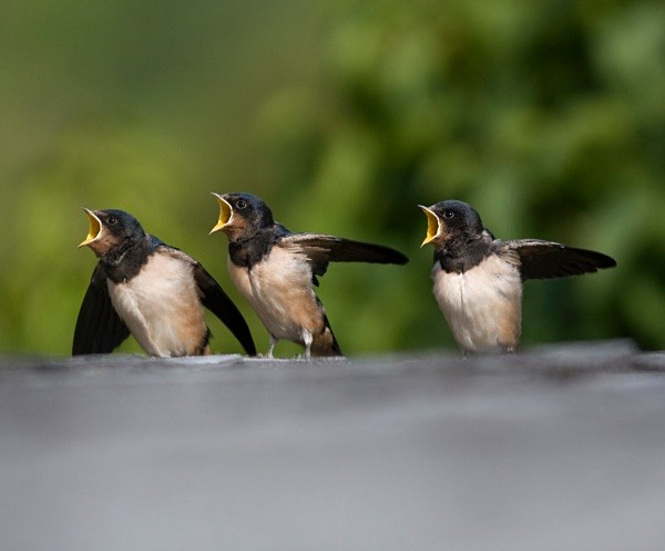 Juv Swallows - Juvenile Birds