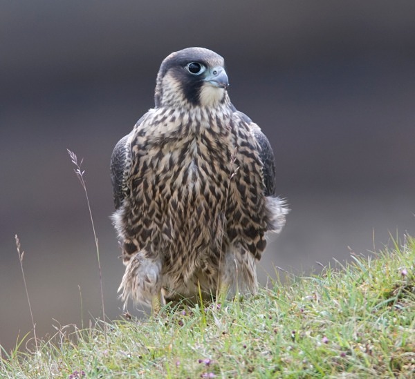 Juvenile Peregrine Falcon - Owls, Raptors, Corvids & Doves