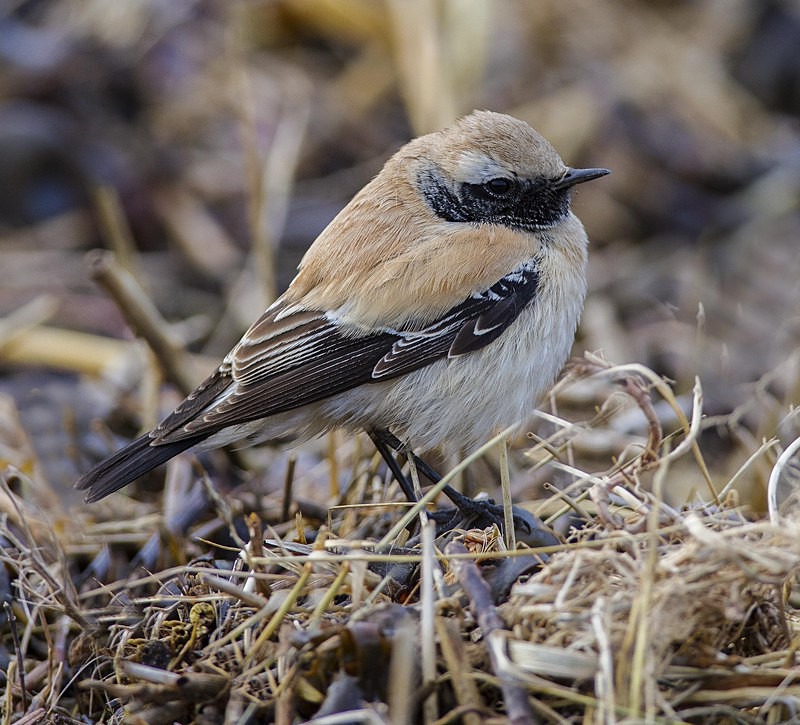 1st winter male Desert Wheatear - Desert Wheatear