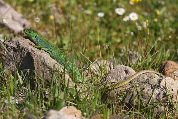 Balkan Green Lizard (Lesvos) - From around the world