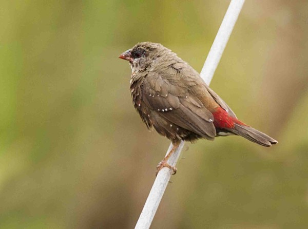 Red Avadavat - Extremadura, Spain