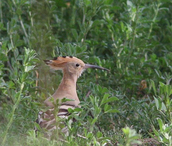 Hoopoe - Morocco Birds