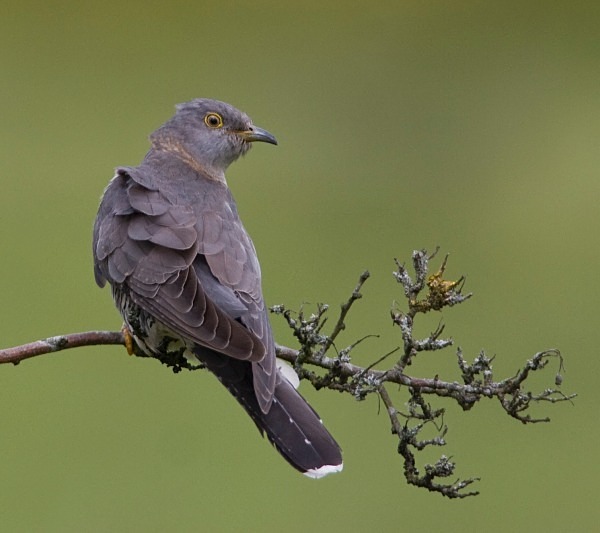 Female Cuckoo - Cuckoos