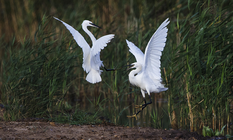Little Egrets - Norfolk Autumn 2016