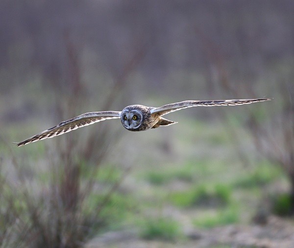 Short Eared Owl - Owls, Raptors, Corvids & Doves