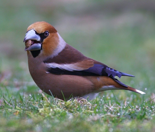 Hawfinch - Finches
