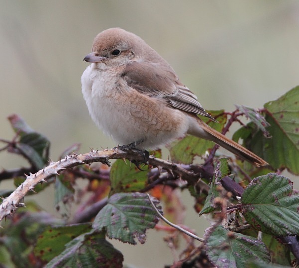 Isabelline Daurian Shrike - Norfolk, Autumn 2011