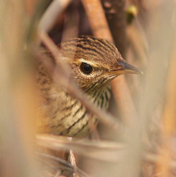 Lanceolated Warbler - China Birds