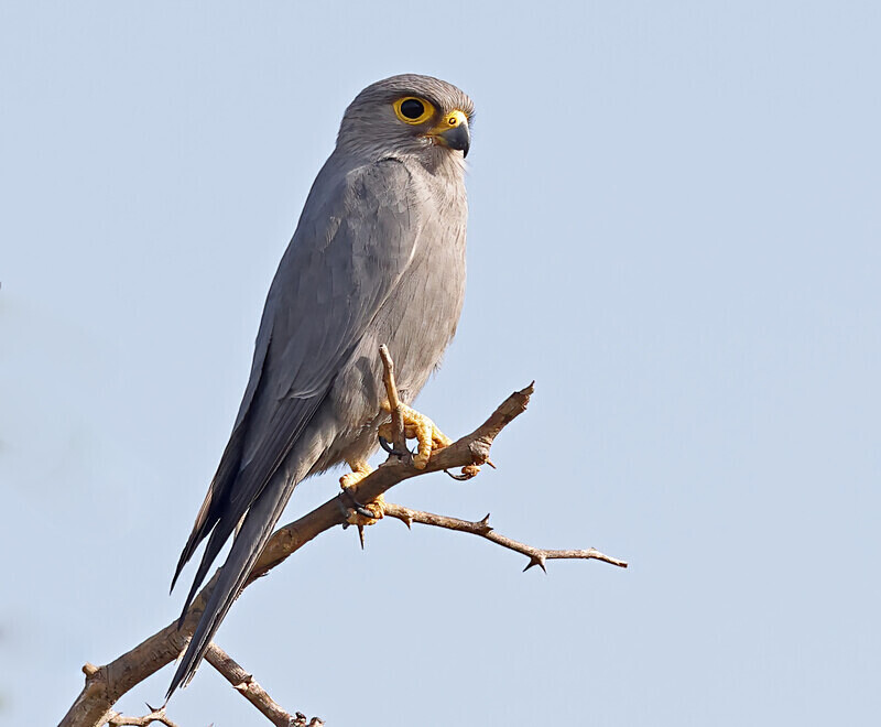 Grey Kestrel - The Gambia Januarry 2026