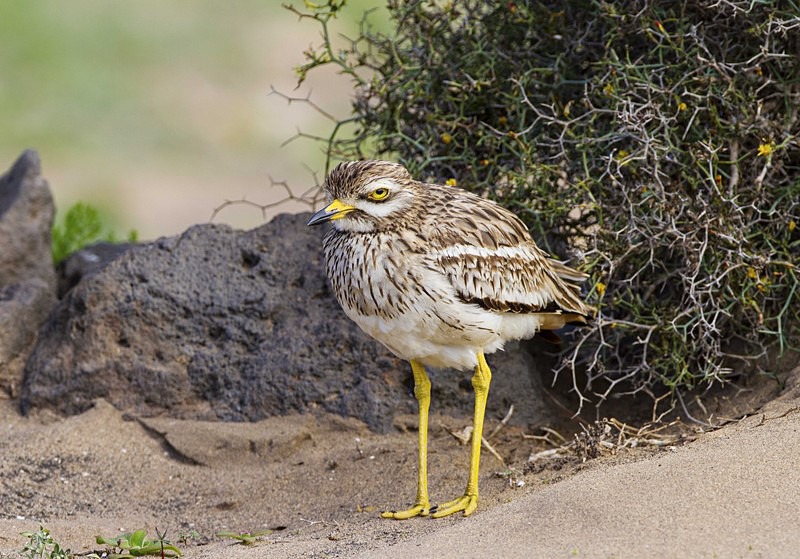 Stone Curlew - Lanzarote