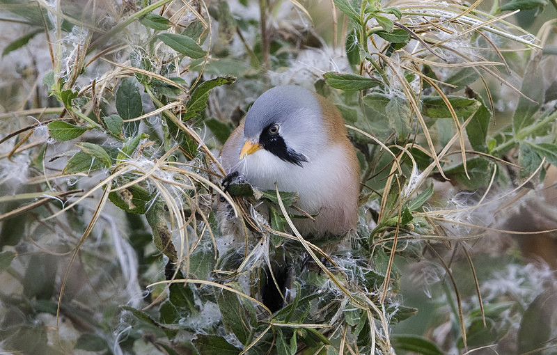 Bearded Tit, Male - Norfolk Autumn 2016