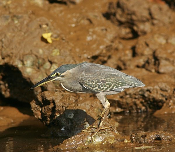 Little  Heron - Indian Birds