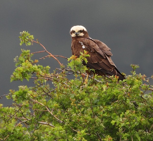 Marsh Harrier - Norfolk, Spring 2012