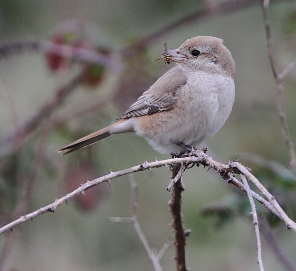 Isabelline Daurian Shrike - Norfolk, Autumn 2011