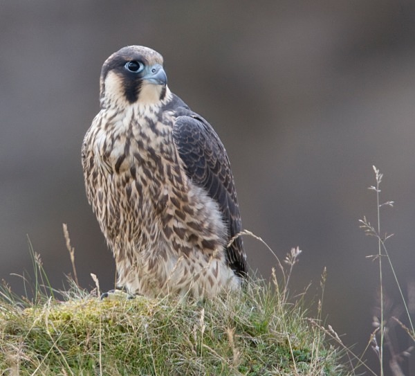 Juvenile Peregrine Falcon - Owls, Raptors, Corvids & Doves