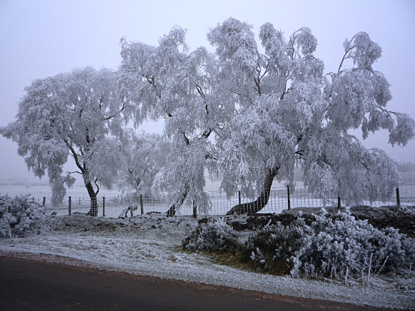 Hoar frost on New Years Day 2009. - Brecon Beacons
