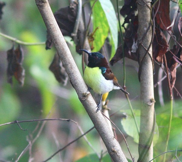 Purple Rumped Sunbird - Indian Birds