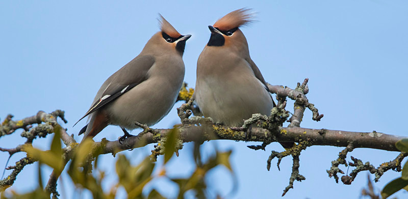 Waxwings - Cuckoos, Shrikes & Waxwings