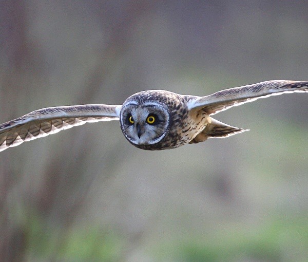 Short Eared Owl - Owls, Raptors, Corvids & Doves