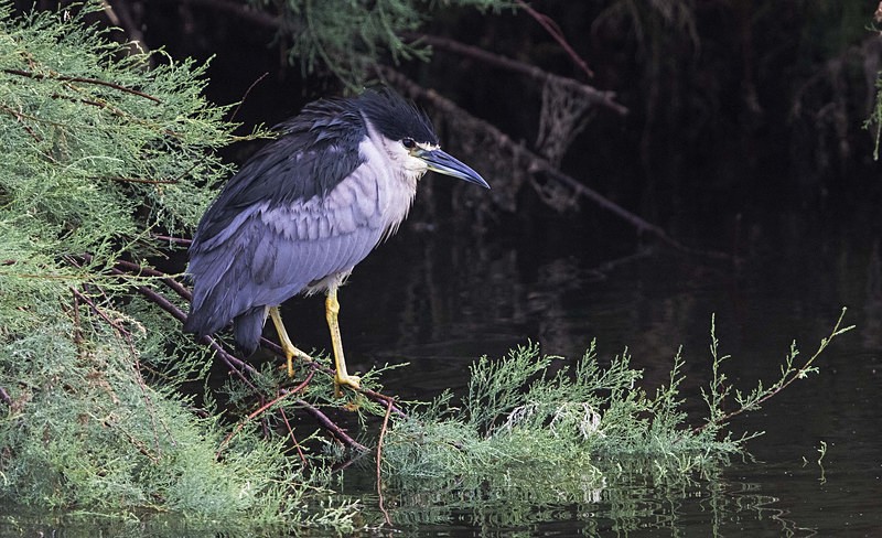 Night Heron. - Lesvos, Spring 2017