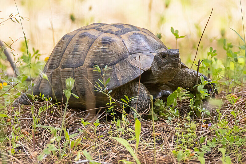 Spur Thighed Tortoise. - Lesvos April/May 2023