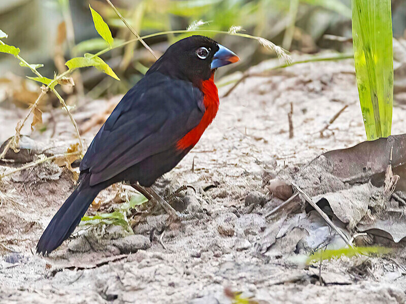 Western Bluebil, Male - The Gambia Nov/Dec 2023