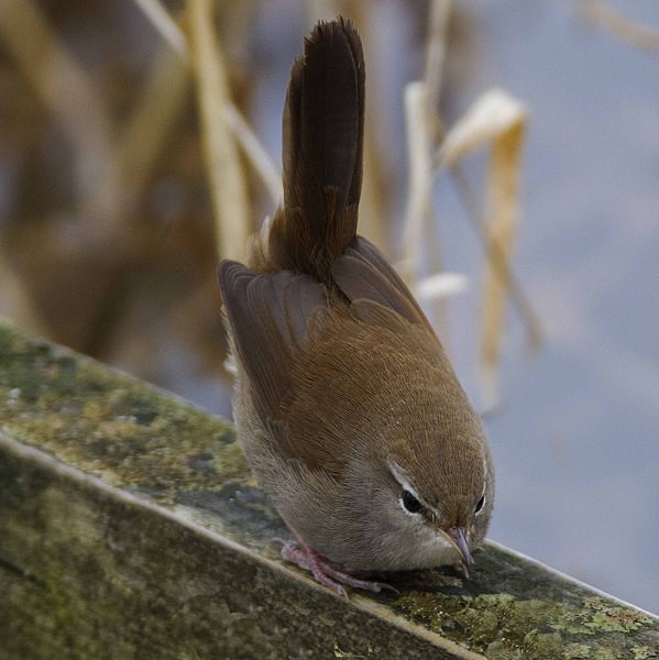 Cettis Warbler. - Warblers