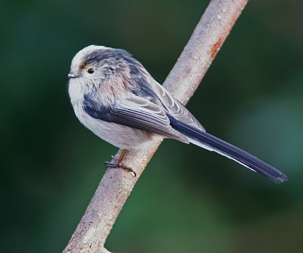 Long Tailed Tit - Crests & Tits