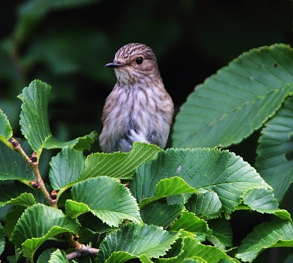 Juv Spotted Flycatcher - Flycatchers